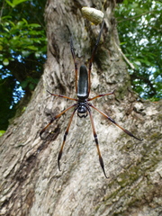 Trichonephila inaurata