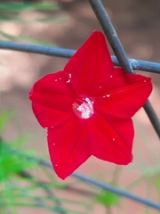 Ipomoea quamoclit