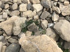 Noccaea rotundifolia