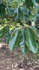 Castanea mollissima