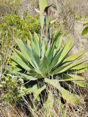 Agave lyobaa