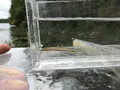 Pimephales notatus