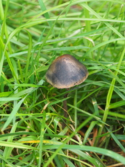 Panaeolus papilionaceus