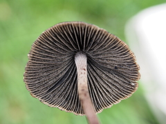 Panaeolus papilionaceus