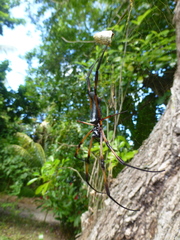 Trichonephila inaurata