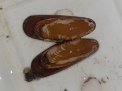 Lithophaga lithophaga