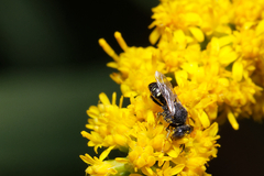 Oxybelus bipunctatus