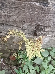 Cystopteris fragilis