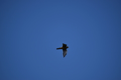 Falco tinnunculus