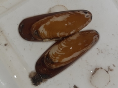 Lithophaga lithophaga