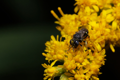 Oxybelus bipunctatus