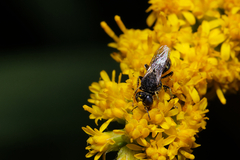 Oxybelus bipunctatus