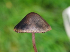 Panaeolus papilionaceus