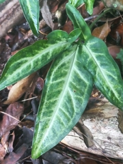 Syngonium