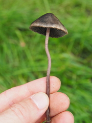 Panaeolus papilionaceus