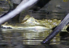 Caiman crocodilus