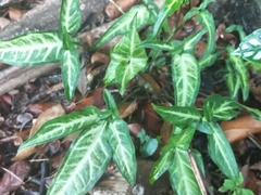 Syngonium