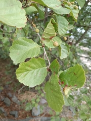 Alnus glutinosa