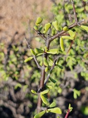 Portulacaria fruticulosa