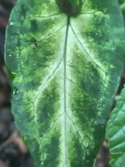 Syngonium