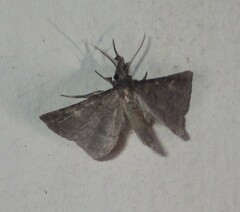 Gynaephila maculifera