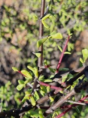 Portulacaria fruticulosa