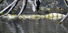 Caiman crocodilus
