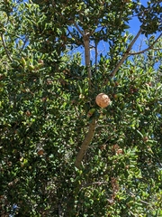 Amphibolips quercuspomiformis