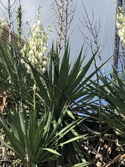 Yucca filamentosa