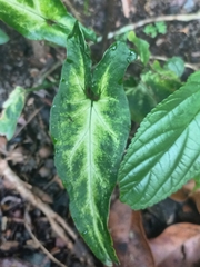 Syngonium
