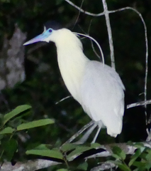 Pilherodius pileatus
