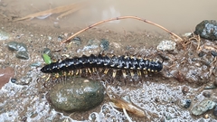 Asiomorpha coarctata