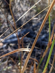 Phalaris californica