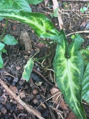 Syngonium