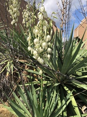 Yucca filamentosa