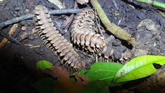 Nyssodesmus python