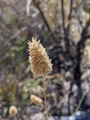 Phalaris californica
