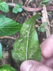 Syngonium