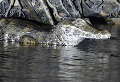 Paleosuchus trigonatus