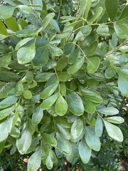 Dermatophyllum secundiflorum