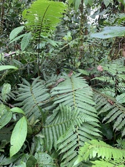 Polypodiopsida