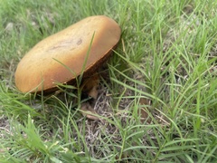 Omphalotus subilludens
