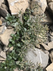 Noccaea rotundifolia