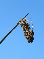 Schoenoplectus californicus