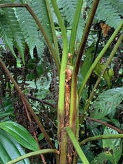 Polypodiopsida