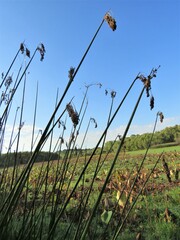 Schoenoplectus californicus