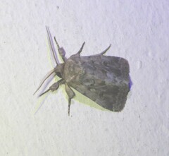 Spodoptera depravata