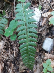 Polystichum aculeatum