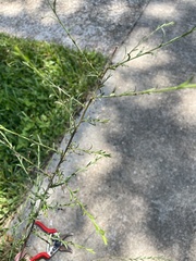 Symphyotrichum dumosum