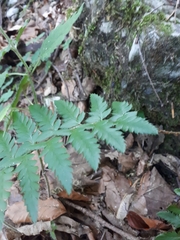 Polystichum aculeatum